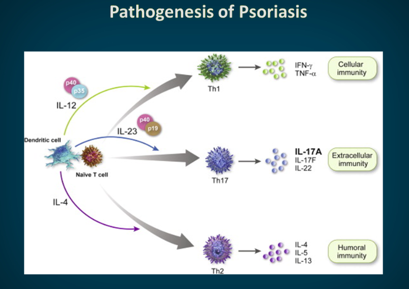 Pathogenesis of Psoriasis